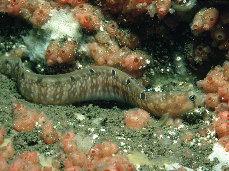 Pholis gunnellus (Gonnello)